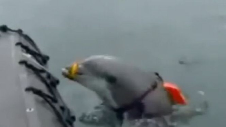 Delfinii de lupta ai SUA, trimisi in Marea Neagra. Mamiferele vor participa la antrenamente NATO Imagine