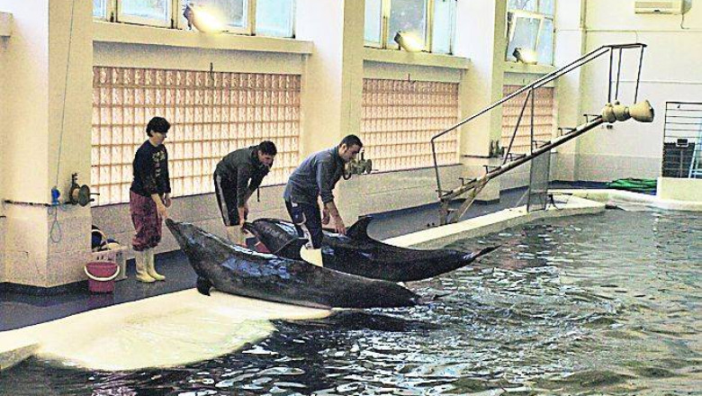 Delfinii din Constanta ar fi fost capturati ilegal  Imagine