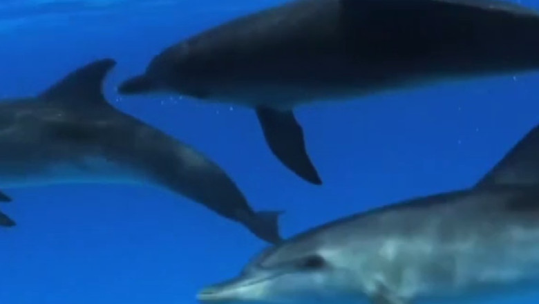 Delfinii pot fi admirati in larg. Turistii vor merge cu pescarii, pe mare, ca sa-i vada de aproape Imagine