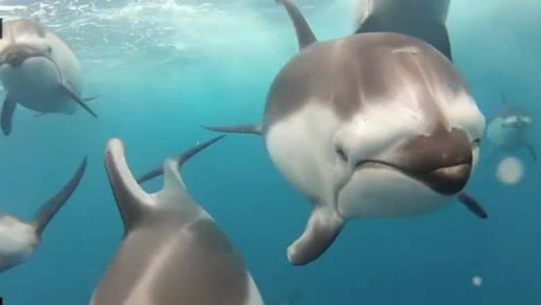 Delfinii se recunosc si dupa 20 de ani Imagine