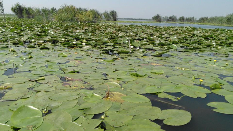 Delta Dunarii vulnerabila in fata schimbarilor climatice. Care vor fi consecintele - studiu Imagine