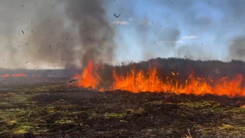 Delta Neajlovului, in flacari. Incendiul de vegetatie ar fi fost provocat de un foc lasat nesupravegheat Imagine