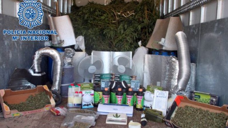 Depozit de marijuana, descoperit in apropiere de capitala Spaniei Imagine