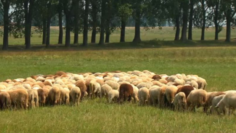 Deputat: Transhumanta atrage turisti; oile sa traverseze drumurile publice fara restrictii Imagine