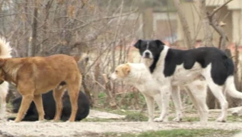 Deputatii amana din nou legea cainilor  Imagine