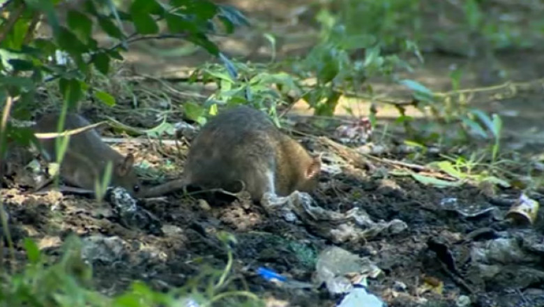 Deratizare la suprapret. 2,5 milioane de euro pe an, alocate unei firme prin acte aditionale Imagine