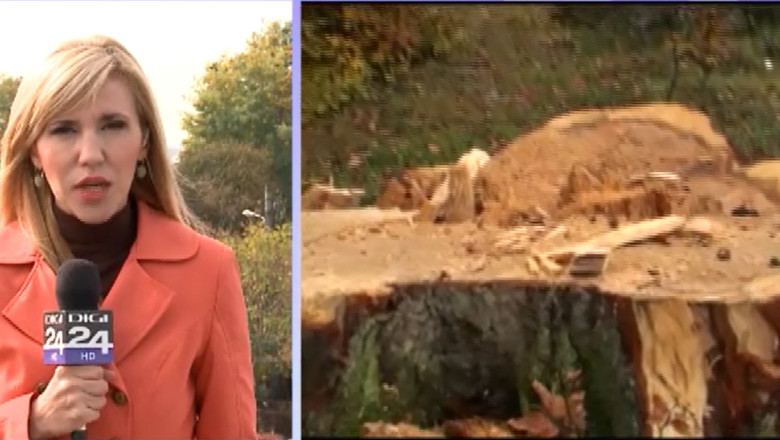 Descinderi la hotii de lemne in judetul Suceava Imagine