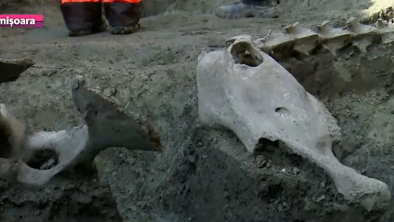 Descoperire de senzatie in centrul Timisoarei: scheletul unei camile sub Piata Unirii Imagine