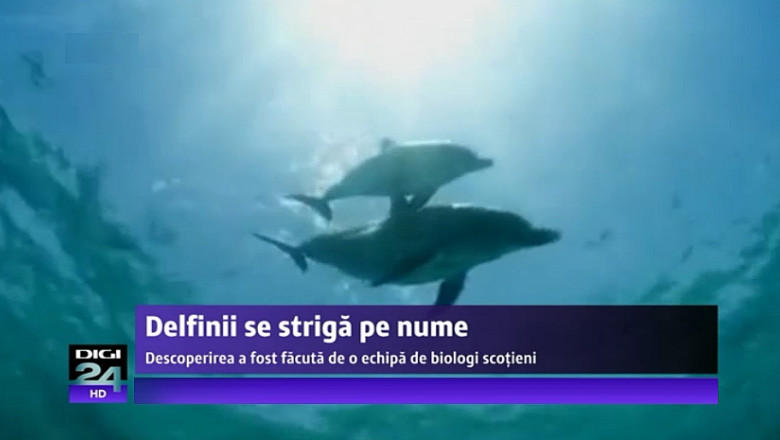 Descoperire: Delfinii „se striga pe nume”, indica studiul unei echipe de biologi scotieni Imagine