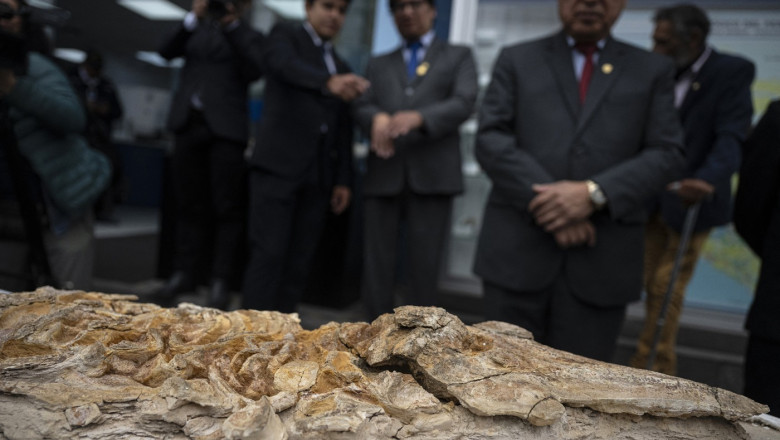 Descoperire paleontologica rara: fosilele unui delfin, vechi de 12 milioane de ani, descoperite in Peru Imagine