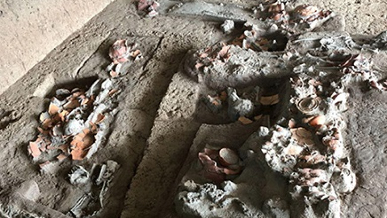 Descoperire rara: dinti vechi de 4.000 de ani arata ca oamenii consumau nuci cu efecte psihoactive Imagine