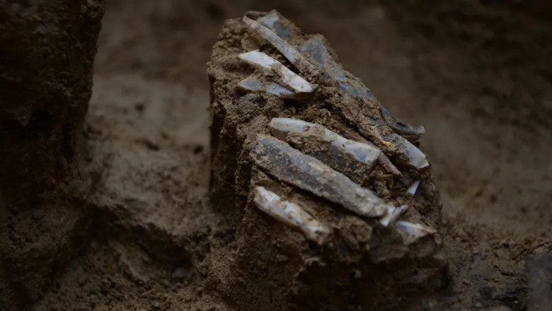 Descoperire remarcabila in Cehia. Un set de unelte vechi de 30.000 de ani dezvaluie viata unui vanator din Epoca de Piatra Imagine