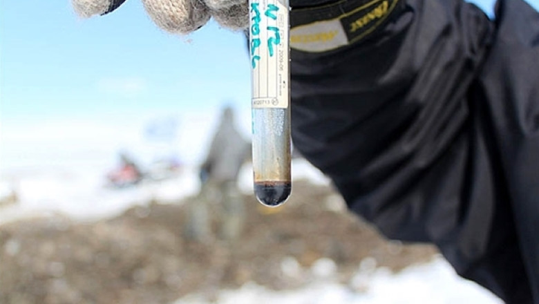 Descoperire: Sange lichid in cadavrul unui mamut lanos, conservat pe o insula din Oceanul Inghetat Imagine