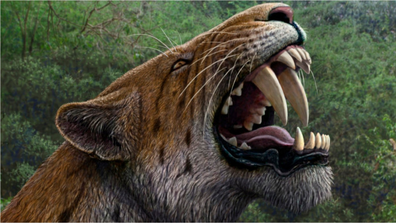 Descoperire „uluitoare” in permafrostul din Siberia: primul specimen mumificat de felina cu dinti-sabie aproape intact Imagine
