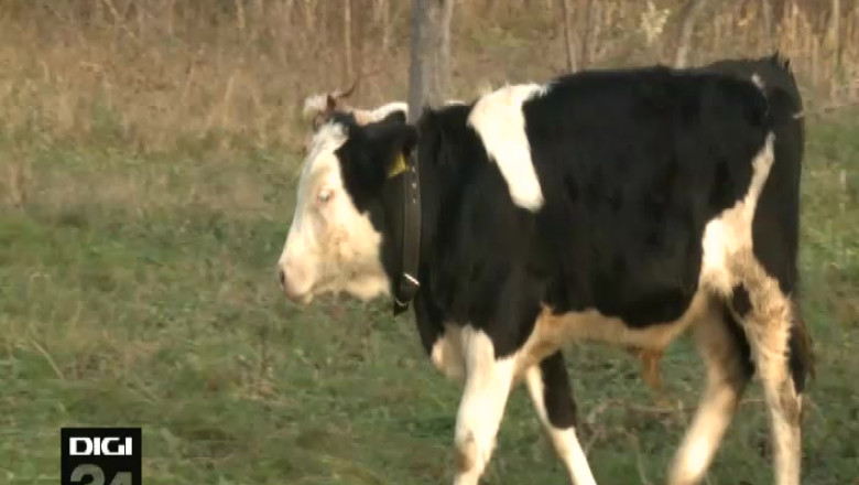 Despagubiri pentru boala limbii albastre. Fermierii vor primi intre 1.000 si 3.500 de lei Imagine