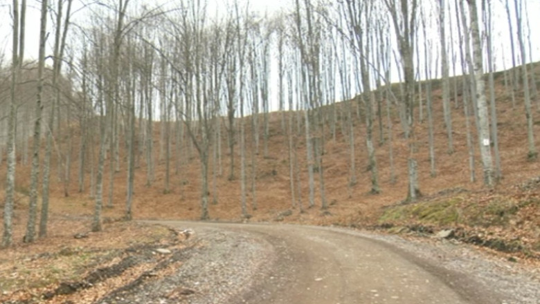 Deszapezire in padure. In judetul Prahova autoritatile vor sa curete chiar si drumurile forestiere Imagine