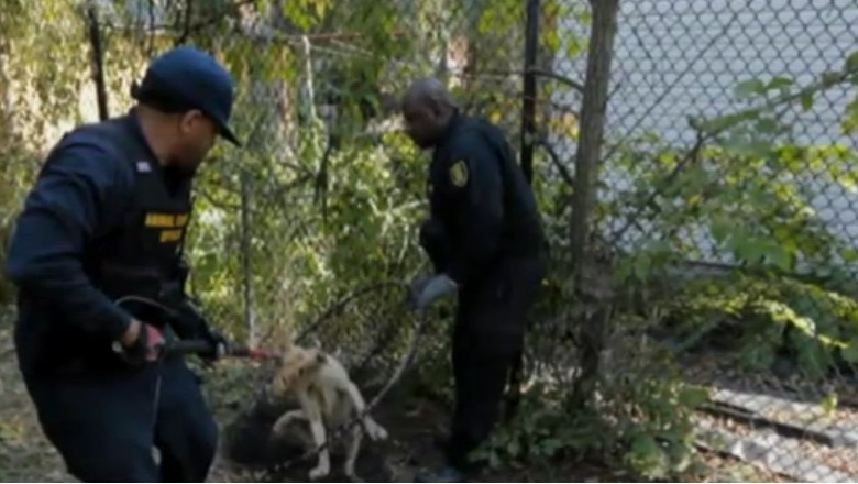 Detroit, un oras in ruina. Cainii fara stapan au impanzit strazile Imagine
