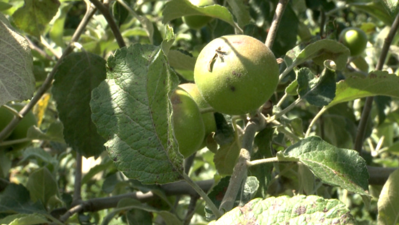 Dezastru in agricultura. Productia de mere este compromisa din cauza vremii Imagine
