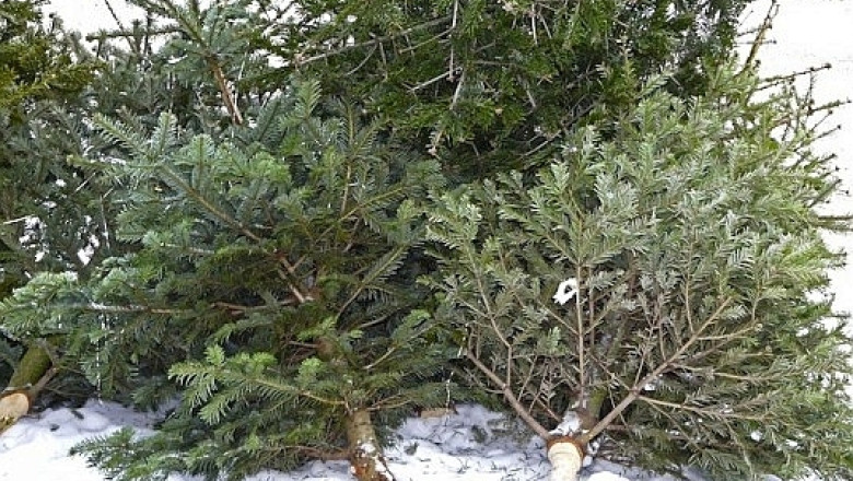 DEZBATERE Ce facem cu brazii? Cei nevanduti sunt abandonati, cei folositi sunt aruncati la gunoi dupa Revelion Imagine