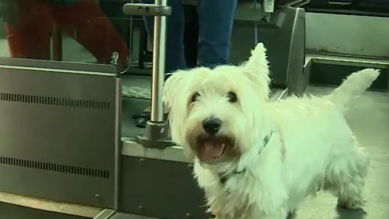 Dezbateri aprinse pe tema cainilor Imagine