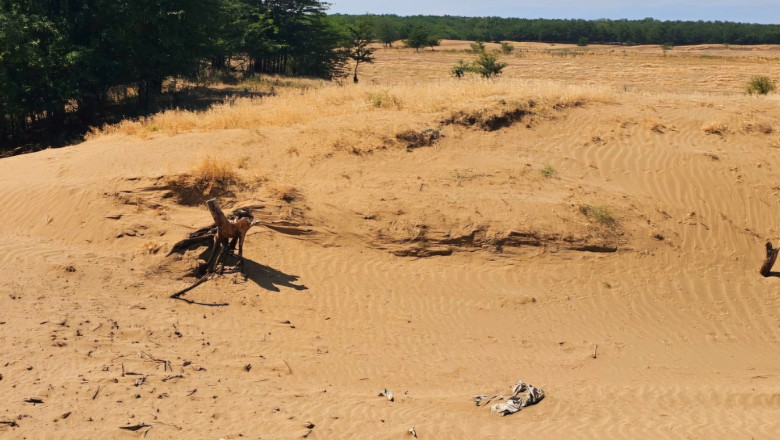 Diana Buzoianu: „100.000 de ha din Romania s-au transformat in desert sau urmeaza sa se desertifice”. Solutiile pentru impadurire Imagine