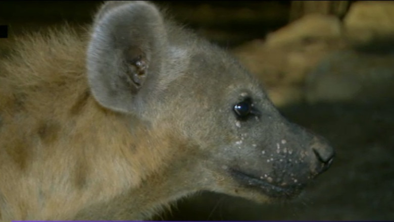 Digi Animal World: Top 60 animale periculoase Imagine