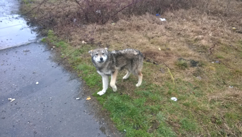 DIGI VOX. Caini abandonati langa un drum national din Bihor Imagine
