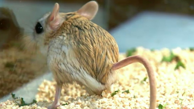 DIGIPET. Jerboa, un animal de companie pentru cei cu insomnii Imagine