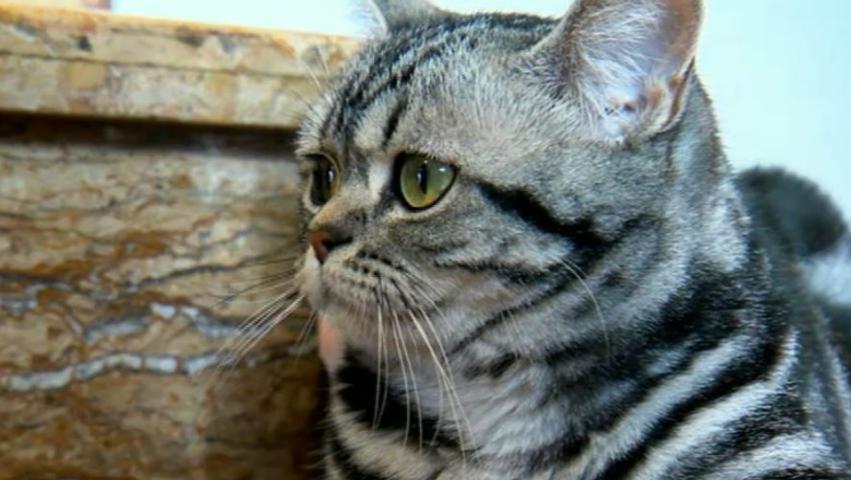 DIGIPET. Sfaturi pentru a iesi in siguranta cu pisica la plimbare Imagine