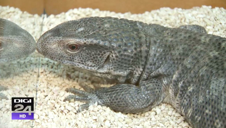 DIGIPET. Sfaturile specialistilor: cum sa cresteti varanul in captivitate Imagine