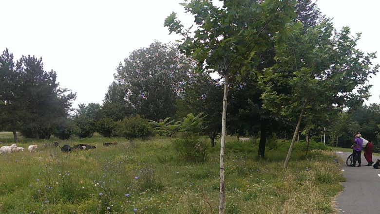 DIGIVOX. Caini maidanezi surprinsi in Parcul Plumbuita Imagine