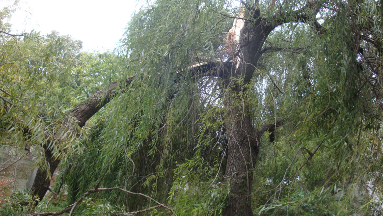 DIGIVOX. Cum arata parcul Plumbuita dupa furtuna de ieri Imagine