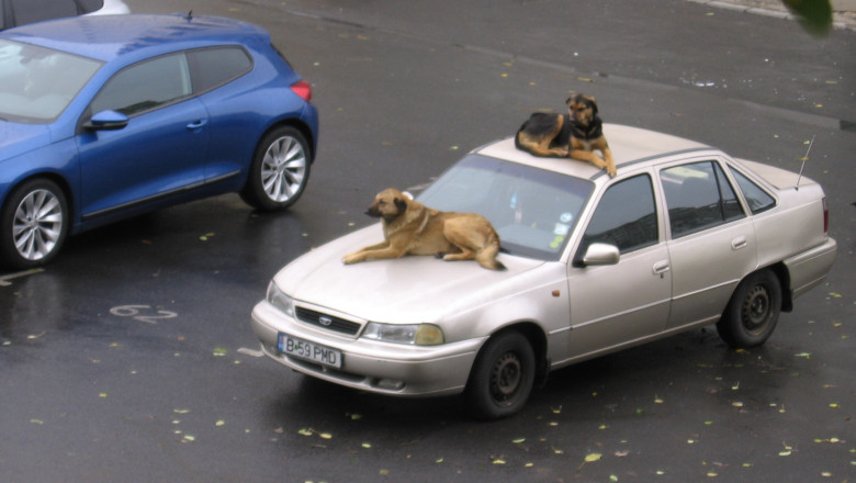 DigiVox. Imagini din apropierea unei gradinite Imagine