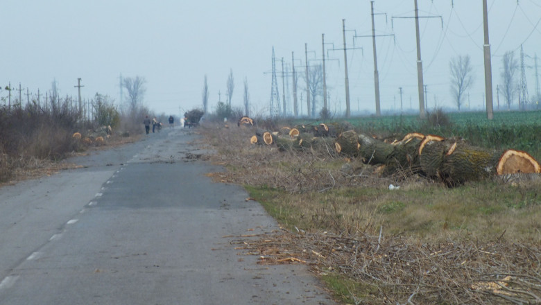 DIGIVOX. Plopii de pe marginea unui drum judetean, taiati pe o distanta de aproape sase kilometri Imagine
