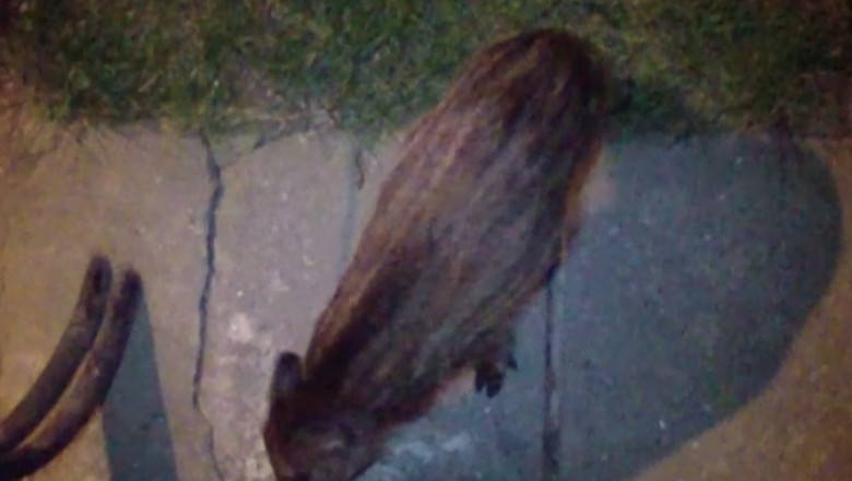 DigiVOX. Porci mistreti intr-un cartier din Brasov Imagine