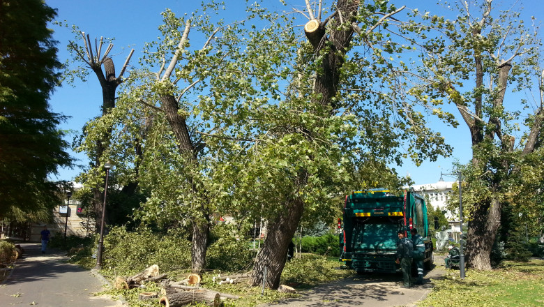 DigiVOX. Toaletarea copacilor in Herastrau. "Ce specializare au muncitorii care macelaresc natura?" Imagine