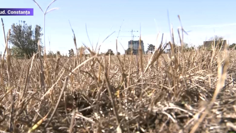 Din cauza secetei, fermierii din Constanta renunta la animale. "A trebuit sa desfiintam vaca, apoi oaia, si la urma si porcul" Imagine