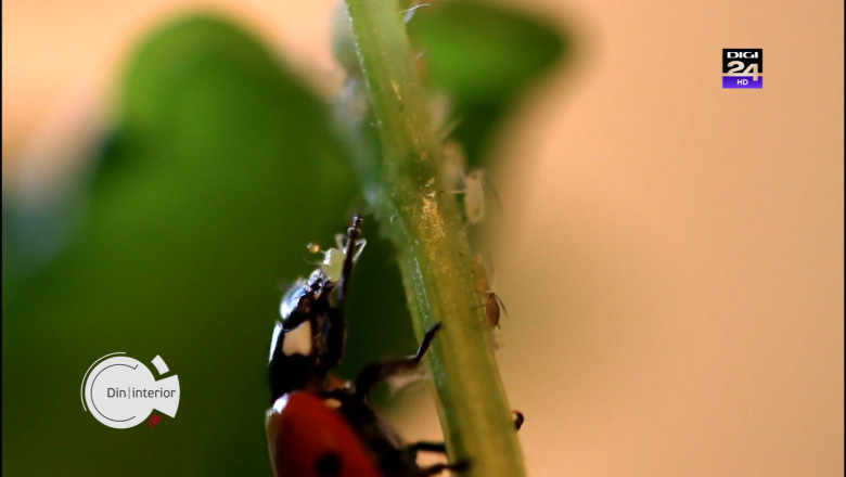 Din|interior. Exportam sanatate, importam otrava. Cum a pierdut Romania alternativa ecologica la consumul de pesticide Imagine