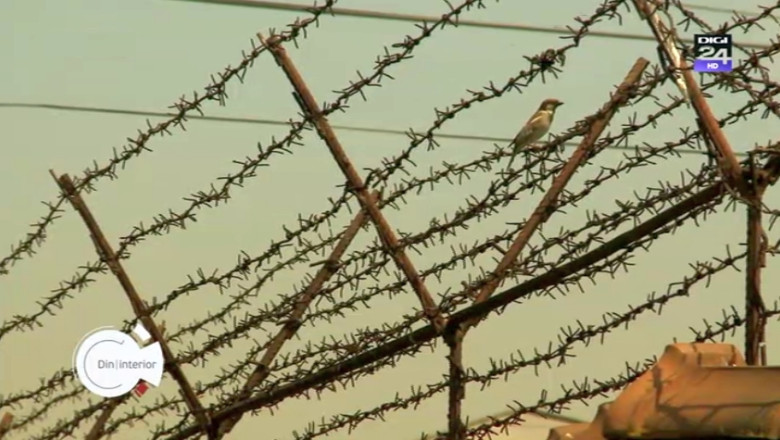 Din|interior. In slujba detinutilor. Cine sunt cei care ajung sa traiasca in inchisoare fara sa fi comis vreo fapta penala vreodata in viata Imagine