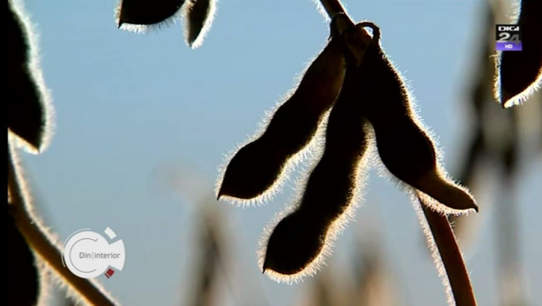 Din|interior. Miturile din jurul organismelor modificate genetic si argumentele pro si contra folosirii acestui tip de hrana Imagine