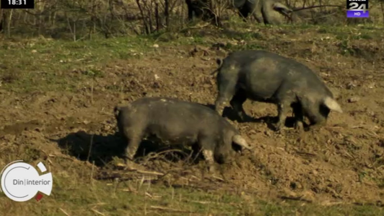 Din|Interior. Porcul romanesc: pe cale de disparitie in tara, mina de aur pentru straini Imagine