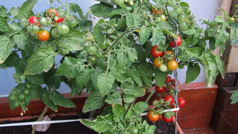 Din pasiune pentru... rosii. Doi oradeni s-au inscris in reteaua gradinarilor internationali Imagine