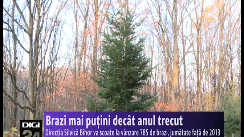 Directia Silvica Bihor scoate la vanzare 785 de brazi, jumatate fata de anul trecut Imagine