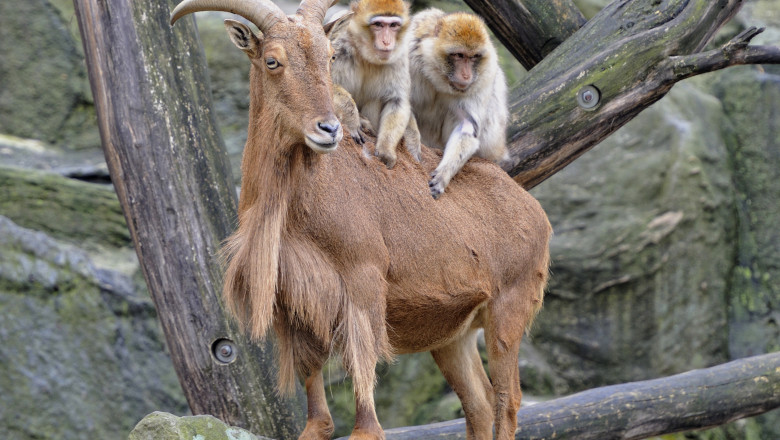 Discutii in Parlament privind protectia animalelor. C.Antonescu: Sunt multe specii, ajungem la Apocalipsa Imagine