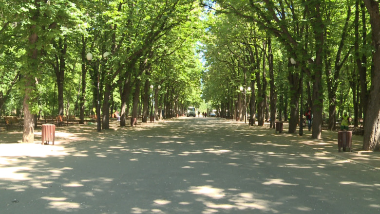 Dispar castanii din Copou. Sute de arbori au fost deja marcati de angajatii Primariei Iasi Imagine