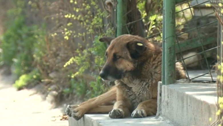 Disputa intre Primaria Capitalei si ASPA pe tema eutanasierii maidanezilor Imagine