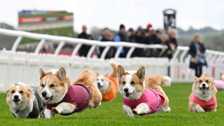 Distractie 100% britanica. Corgi Derby, cursa cainilor cu picioare scurte. „Este un carnagiu absolut, dar foarte distractiv” Imagine