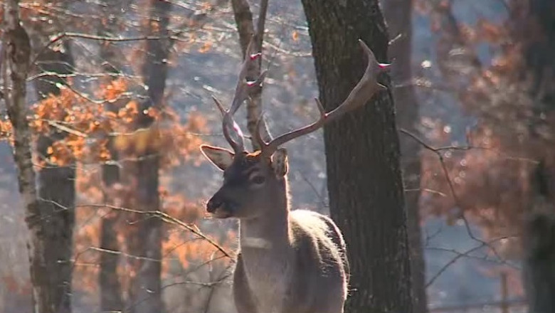 Distractie in parcul zoologic, de langa Cluj Imagine