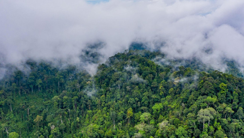 Distrugerea padurilor tropicale a atins un nivel record in 2024. „Este echivalent cu pierderea a 18 terenuri de fotbal pe minut” Imagine