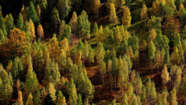 DNA Brasov verifica retrocedarea a 90.000 de hectare de padure. Procurorii au descins acasa la printul Paul. Ilie Sarbu si Viorel Hrebenciuc au fost pusi sub acuzare  Imagine